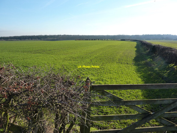 Photo 6"x4" A view of Langwith Wood Shirebrook c2011