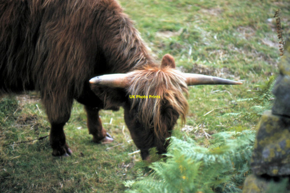 Photo 6"x4" Cinderdale - 1983 Buttermere\/NY1717 c1983