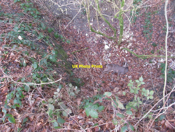 Photo 6"x4" Dead deer in an air shaft Wharram Percy c2011