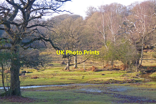Photo 6"x4" New Forest near Fritham Fritham c2011
