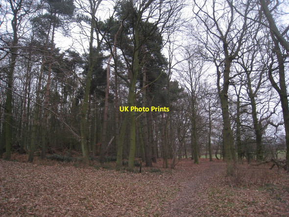 Photo 6"x4" New Forest Plantation Scawby c2011