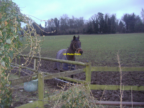 Photo 6"x4" Horse in field, Tyrrells Wood Leatherhead c2011