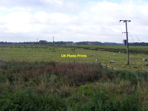 Photo 6"x4" Claxton Marsh Buckenham c2010 P1