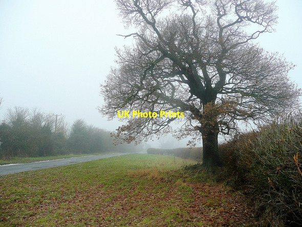Photo 6"x4" Rutland oak Belmesthorpe c2010