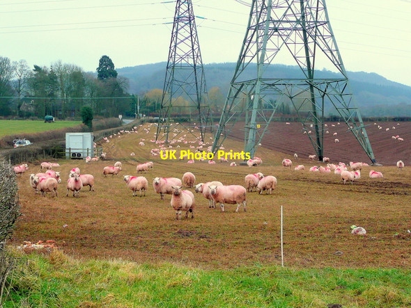 Photo 6"x4" Pink sheep Lea\/SO6521 c2011