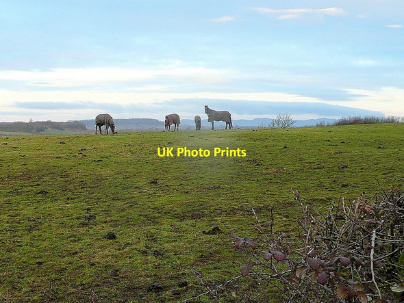 Photo 6"x4" Horses on the hill Prior's Norton c2011