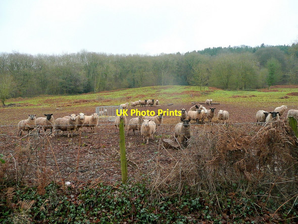 Photo 6"x4" Sheep on the Graig Mitchel Troy c2011