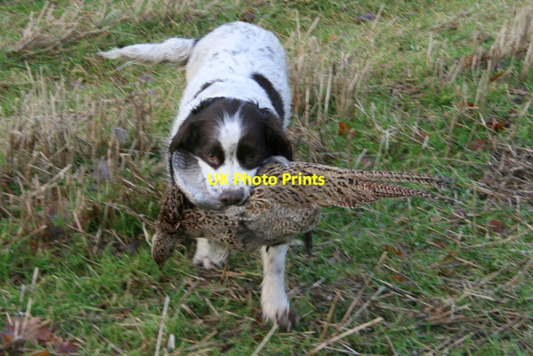 Photo 6"x4" A bird in the hand- thanks to the spaniel Woodside\/NJ0555 c2011