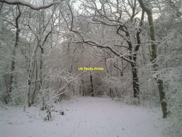 Photo 6"x4" Path leading through Oxleas Wood Bexley c2010