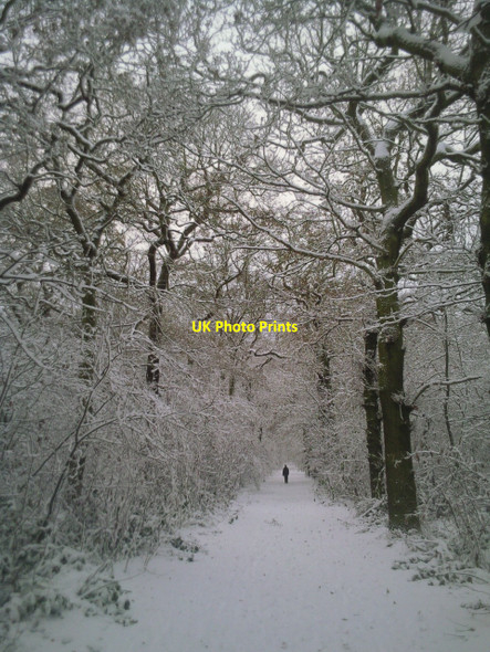Photo 6"x4" A wintry walk in Oxleas Wood Bexley c2010