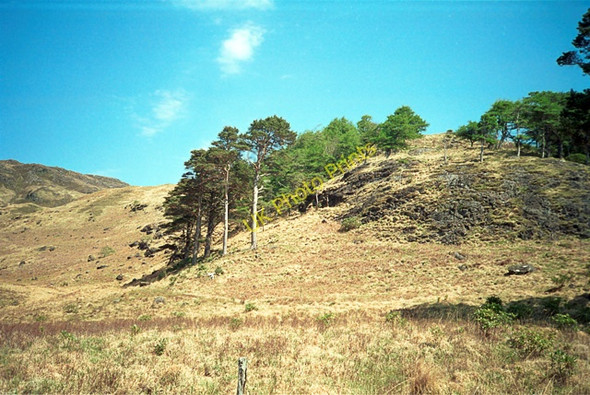 Photo 6"x4" Isolated pine trees near Carsaig, Mull Carsaig\/NM5421 c2002