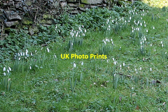 Photo 6"x4" Snowdrops in Old Kea churchyard Old Kea c2011