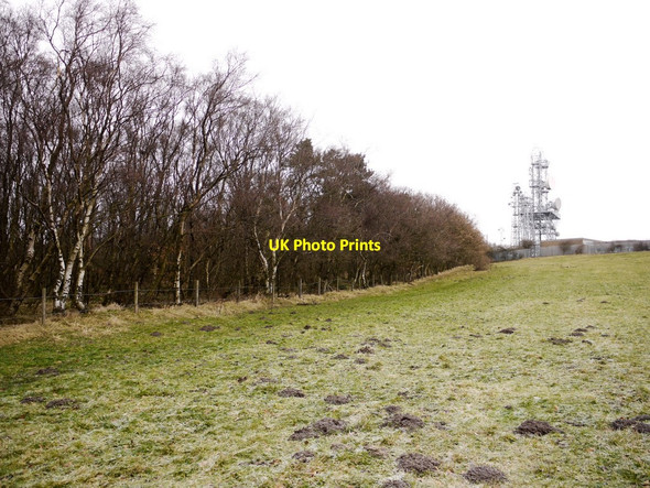 Photo 6"x4" Birch woodland, Pontop Pike Stony Heap c2011