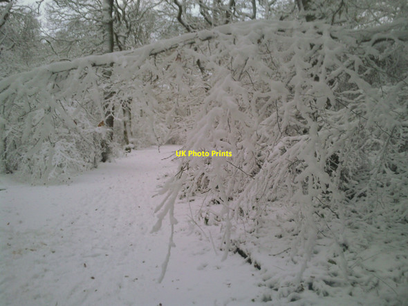 Photo 6"x4" Snow-covered trees in Oxleas Wood Bexley c2010