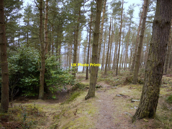Photo 6"x4" Woodland, Pontop Pike Park Dipton c2011