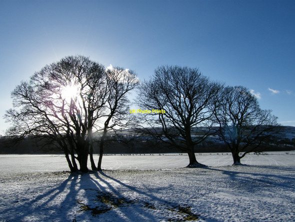 Photo 6"x4" Sycamores, Almont Farm Pinwherry c2011