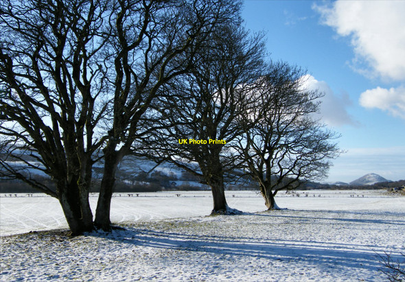 Photo 6"x4" Sycamores, Almont, looking down the Stinchar Valley Pinwherry c2011
