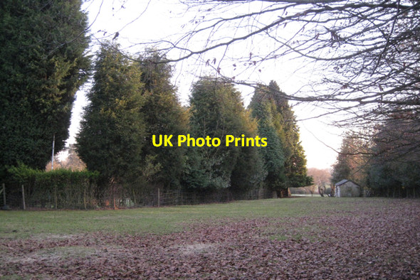 Photo 6"x4" Conifers by a paddock Carol Green c2011