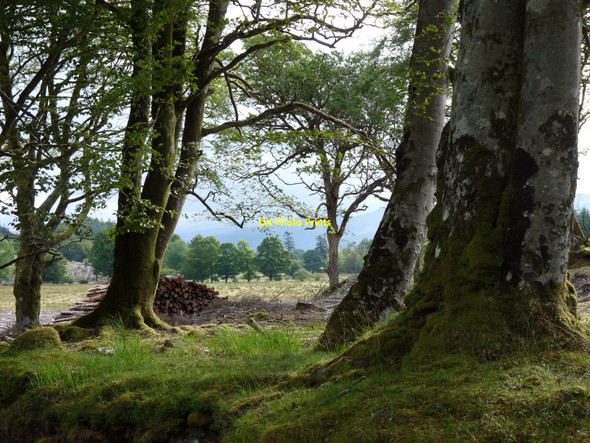Photo 6"x4" Woodland park in Ardgour Clovullin c2009
