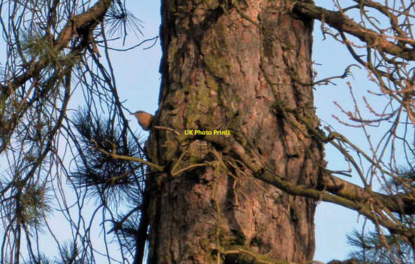 Photo 6"x4" Spot the Nuthatch Dodworth Bottom c2011