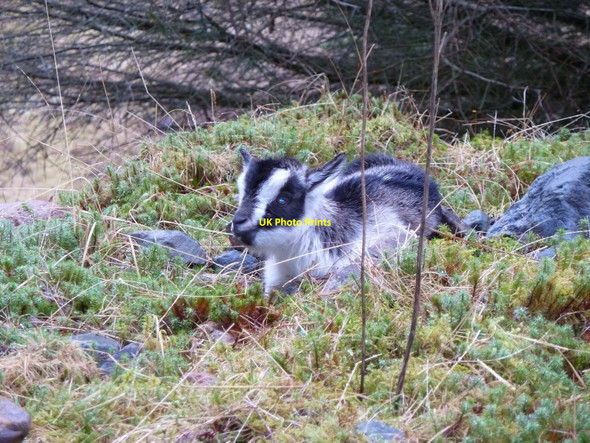Photo 6"x4" Goat Kid Gleann Ch\u00f2inneachain c2011
