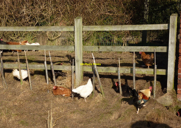 Photo 6"x4" Free Range Mackworth\/SK3137 c2011
