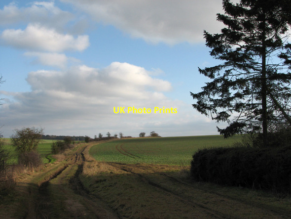 Photo 6"x4" Up the hill from Old Cambridge Road Plantation Lark Hall Heath Fm c2011