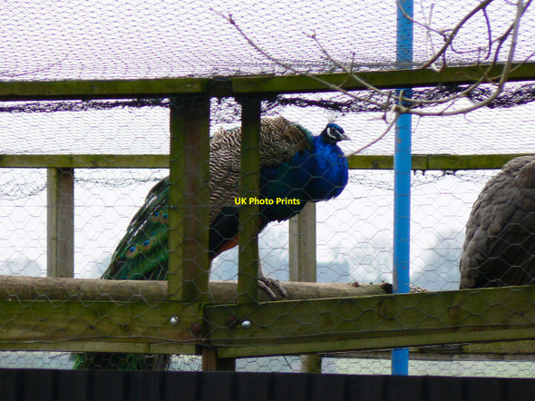 Photo 6"x4" Peacock near Cricklade Cricklade c2011