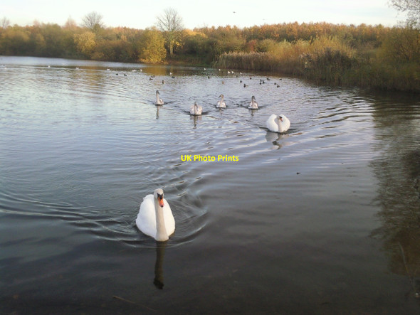 Photo 6"x4" Swans at Bedfont Lakes Country Park Ashford\/TQ0671 c2010
