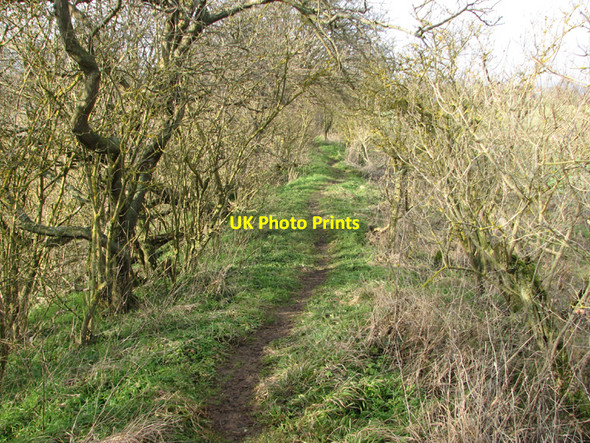 Photo 6"x4" Near the southern end of Fleam Dyke Balsam c2011