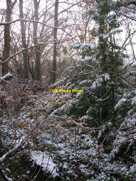 Photo 6"x4" Allt-yr-yn Woods Newport\/Casnewydd c2010