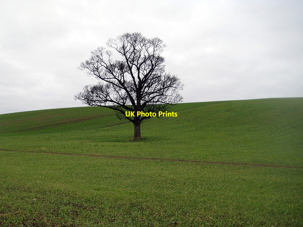 Photo 6"x4" Single Tree Hessle\/SE4317 c2011
