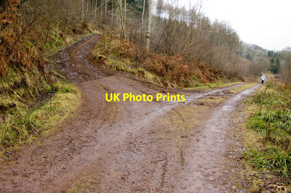 Photo 6"x4" Forest Track Junction near Milestone Pool, River Nith Enoch\/NS8701 c2011