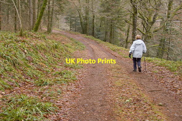 Photo 6"x4" Track through woods beside River Nith Enoch\/NS8701 c2011