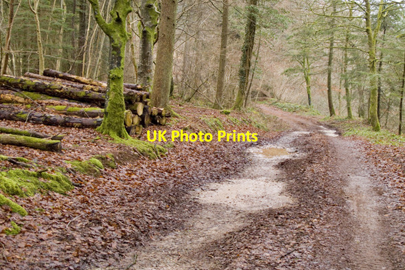 Photo 6"x4" Forest track near River Nith Enoch\/NS8701 c2011