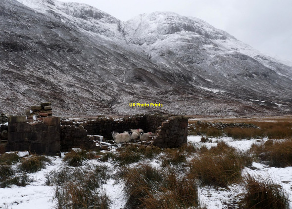 Photo 6"x4" Sheep seek shelter from the approaching storm Lairigm\u00f2r c2011