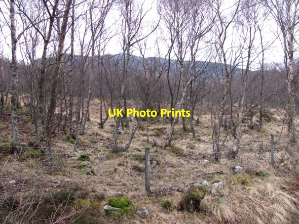 Photo 6"x4" Woodland, Coraldie Etteridge c2010
