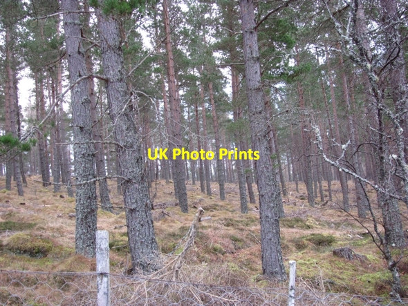 Photo 6"x4" Pinewoods, Glen Truim Etteridge c2010