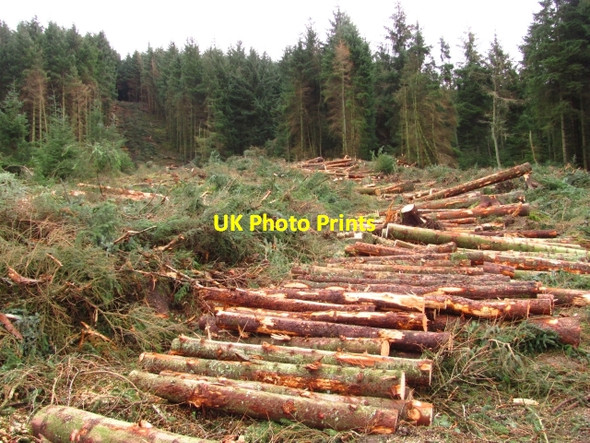 Photo 6"x4" Clear felling, Cloich Forest Harehope\/NT2044 c2011