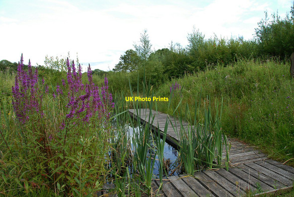 Photo 6"x4" The Dipping Pond Rixton c2009