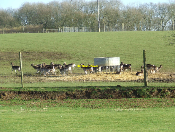 Photo 6"x4" Farmed Deer Denham\/TL7561 c2011