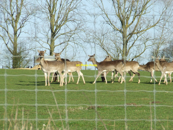 Photo 6"x4" Oh Deer Denham\/TL7561 c2011
