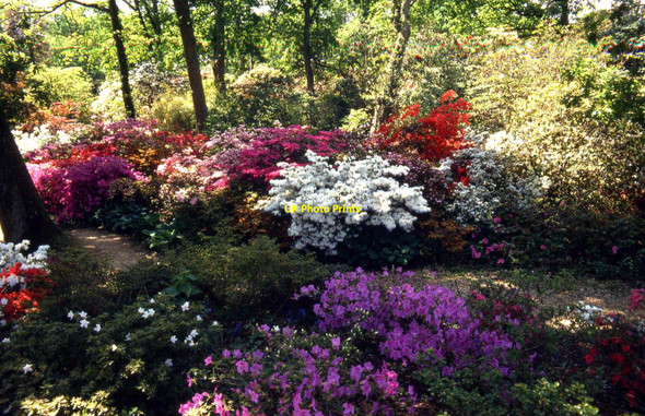 Photo 6"x4" Colourful azaleas in Exbury Gardens Exbury c1990