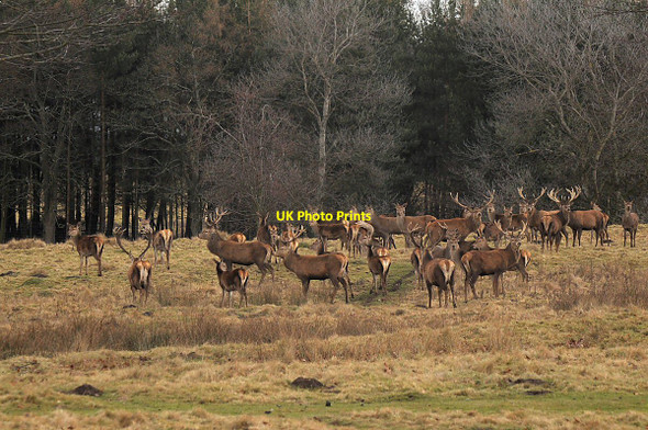 Photo 6"x4" Red Deer Herd Tatton Dale c2011
