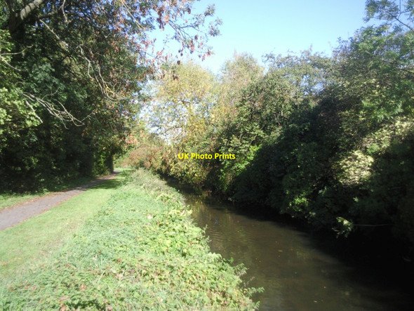 Photo 6"x4" Trees by the Duke of Northumberland's River at Woodlands Isleworth c2010