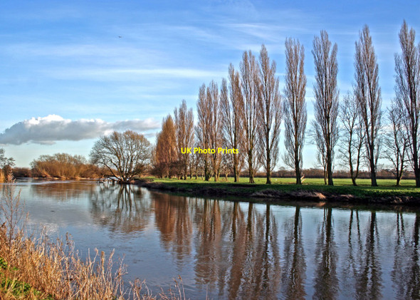 Photo 6"x4" Poplars by River Trent, Barrow on Trent Barrow upon Trent c2007