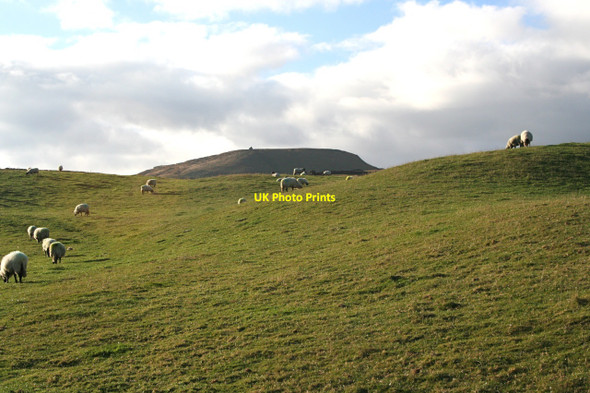 Photo 6"x4" Sheep Grazing below Penhill Melmerby\/SE0785 c2007