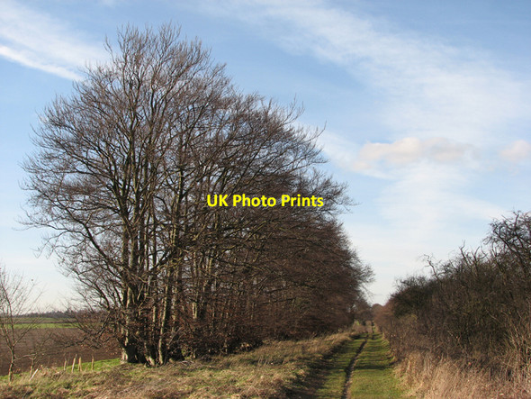 Photo 6"x4" Beeches lining the Roman Road Babraham c2011