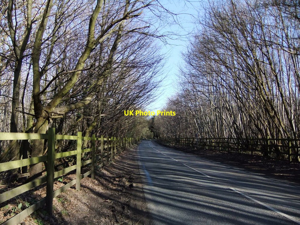 Photo 6"x4" Road through coppice woodland, between Cobham and Shorne Shorne Ridgeway c2011