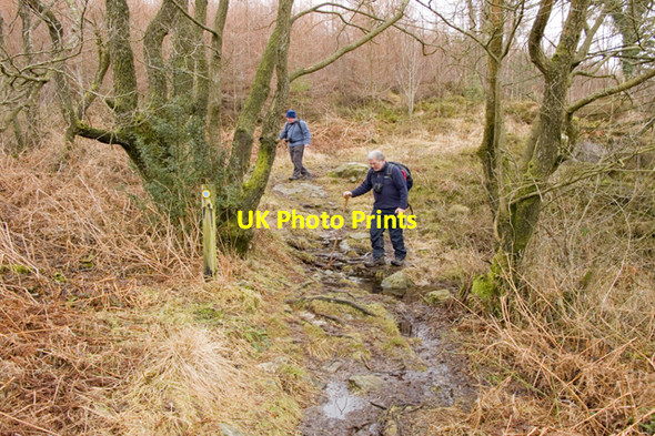Photo 6"x4" Footpath in Low Dale Park Plantation Force Mills c2011